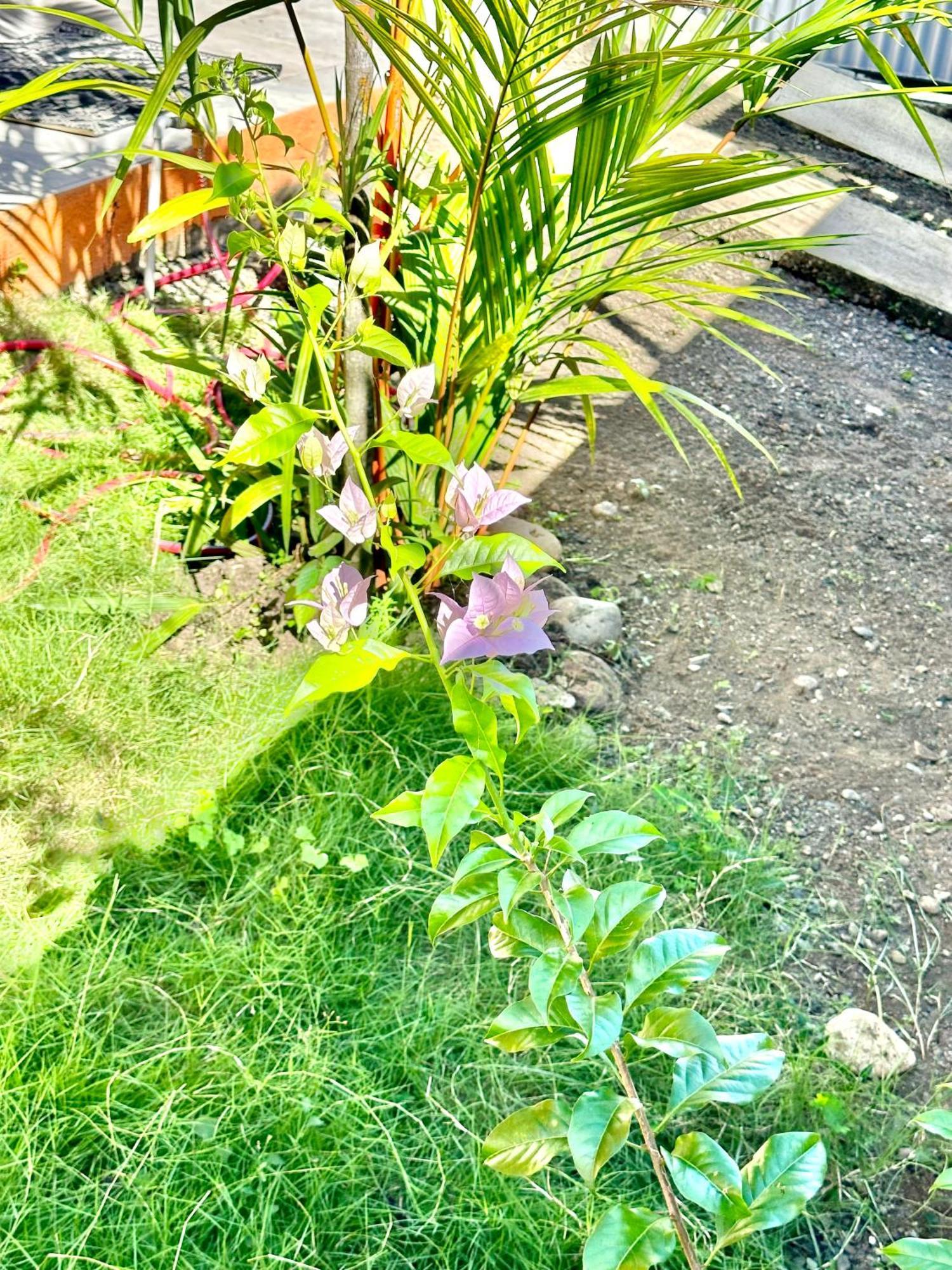 Casa Paraiso Tropical Parrita Eksteriør billede